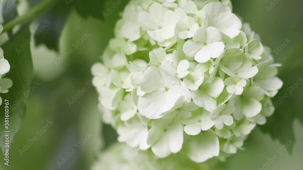 White spherical flowers of snowball tree White spherical flowers of snowball tree