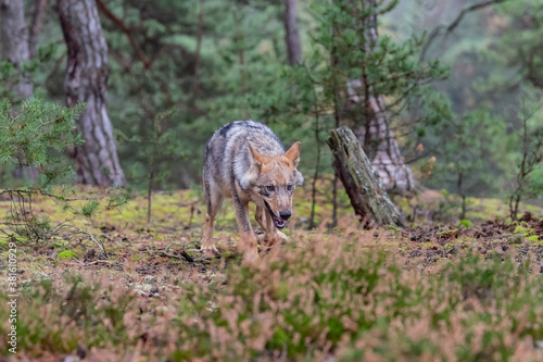 Lone wolf running in autumn forest Czech Republic