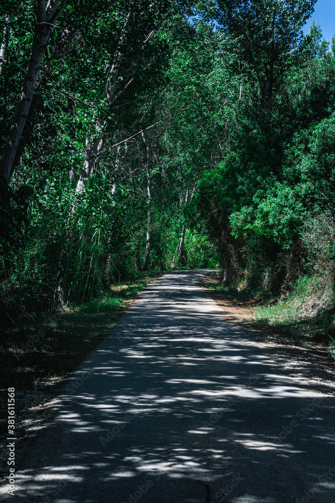Fototapeta premium Camino por el bosque