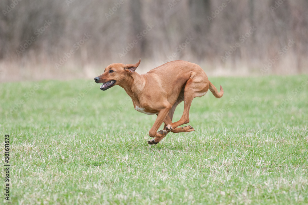 brown dog running in the field brown dog running in the field