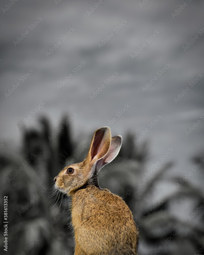 Obraz premium rabbit in the snow