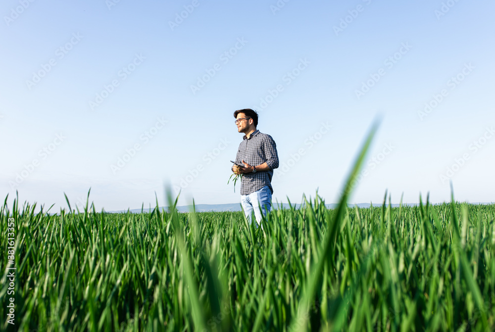 Portrait of farmer standing in young wheat field examining crop. Portrait of farmer standing in young wheat field examining crop.