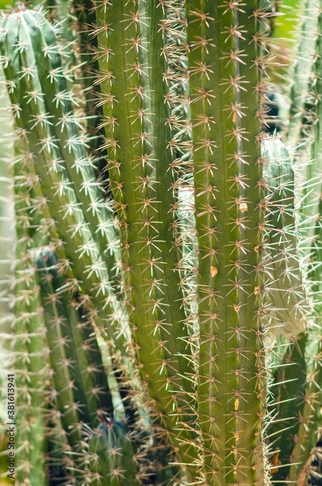 Close up of green cactus desert plant with blurred background