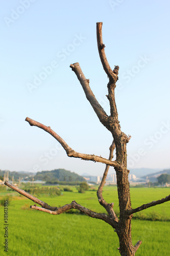 dry tree branch in nature background