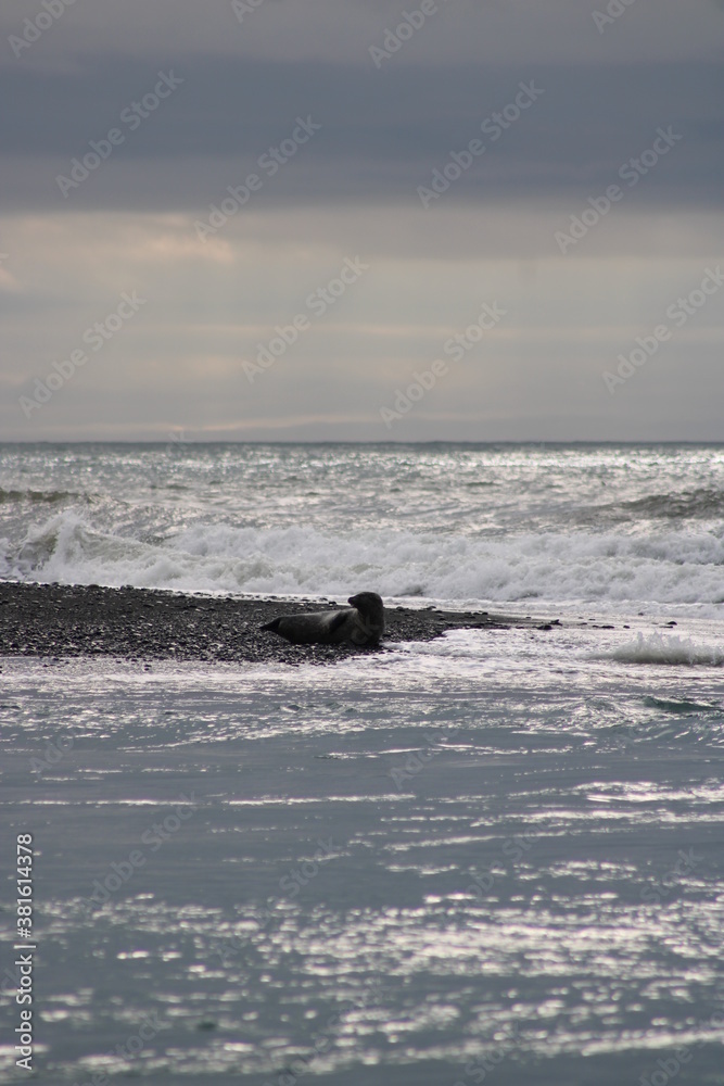 A seal sunbathing at Diamond Beach in South Iceland A seal sunbathing at Diamond Beach in South Iceland
