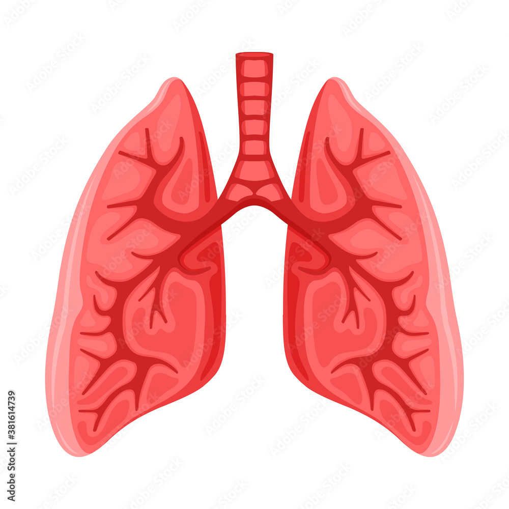 Human healthy lungs icon on white background. Human healthy lungs icon on white background.