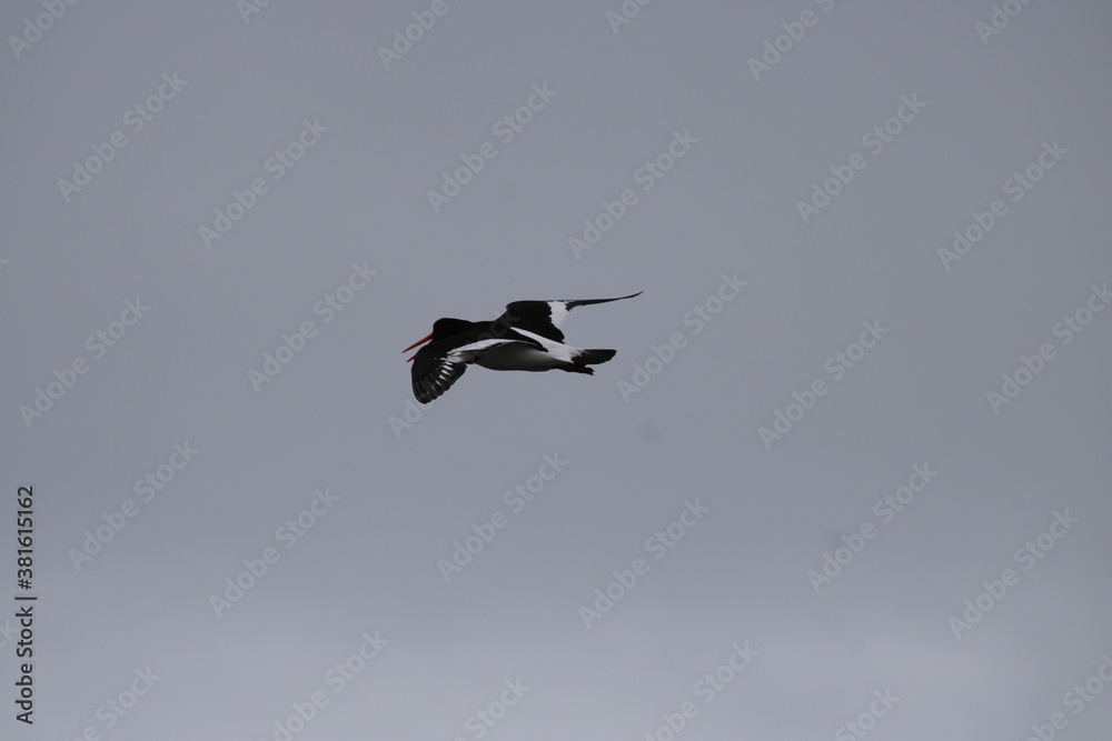 Flying Oystercatcher in front of grey sky Flying Oystercatcher in front of grey sky
