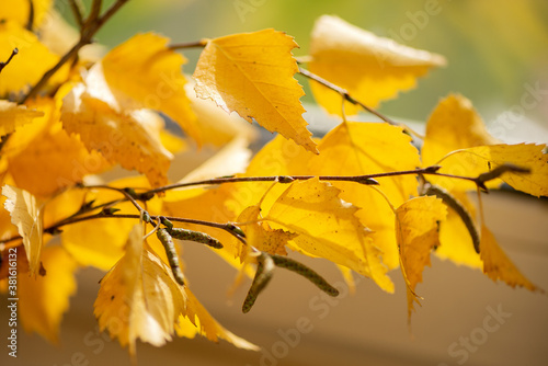 Birch twigs with yellow autumn leaves.