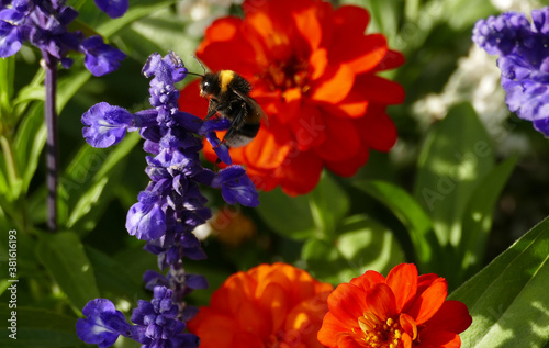 Bee perched on blue flower