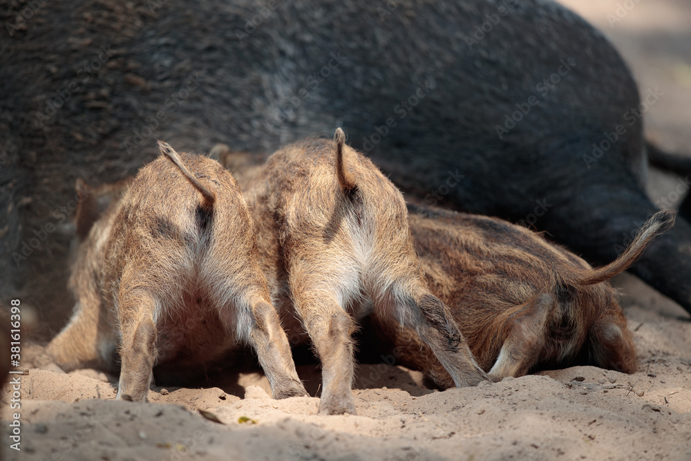 Wildschwein Frischlinge säugen bei der Bache Wildschwein Frischlinge säugen bei der Bache