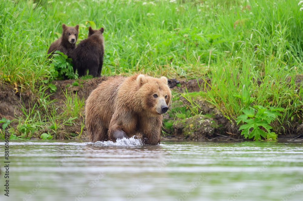 Fototapeta premium Ruling the landscape, brown bears of Kamchatka (Ursus arctos beringianus)
