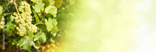 Wallpaper Mural Close up of green grapes in a vineyard on green panoramic background