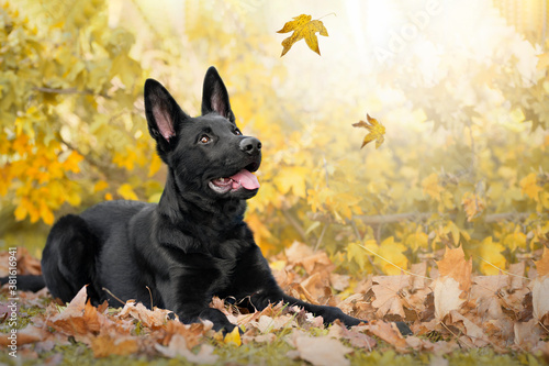 Hund, Deutscher Schäferhund, sitzt im Herbst vor einem Baum und beobachtet fallende Blätter photo
