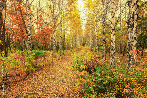 A beautiful birch alley is located in a neglected autumn park on a dusk day. The alley is empty