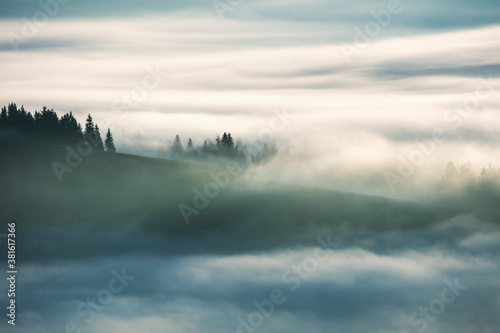 Misty fog landscape with fir forest in Mountains valley
