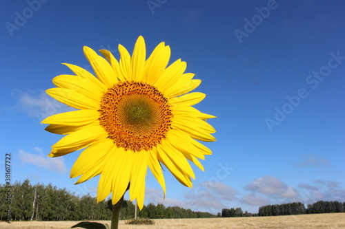 Bright yellow sunflower against a blue sky with copy space. Design for banner  advertising. 