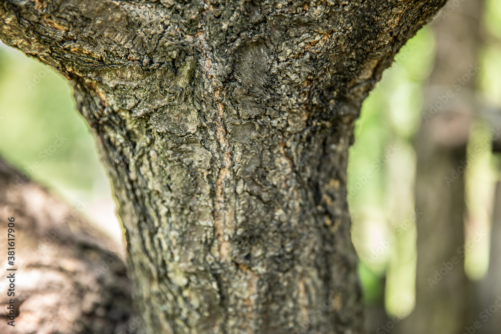 Obraz premium Wooden texture. tree bark. wood. summer.