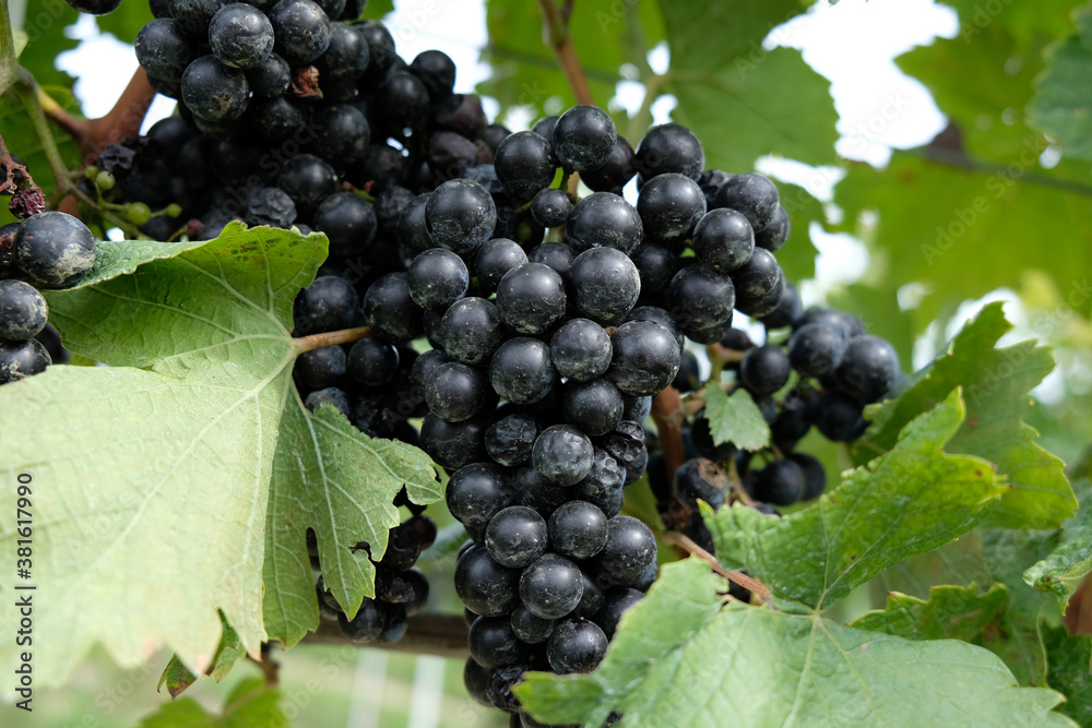 red grapes with leaves