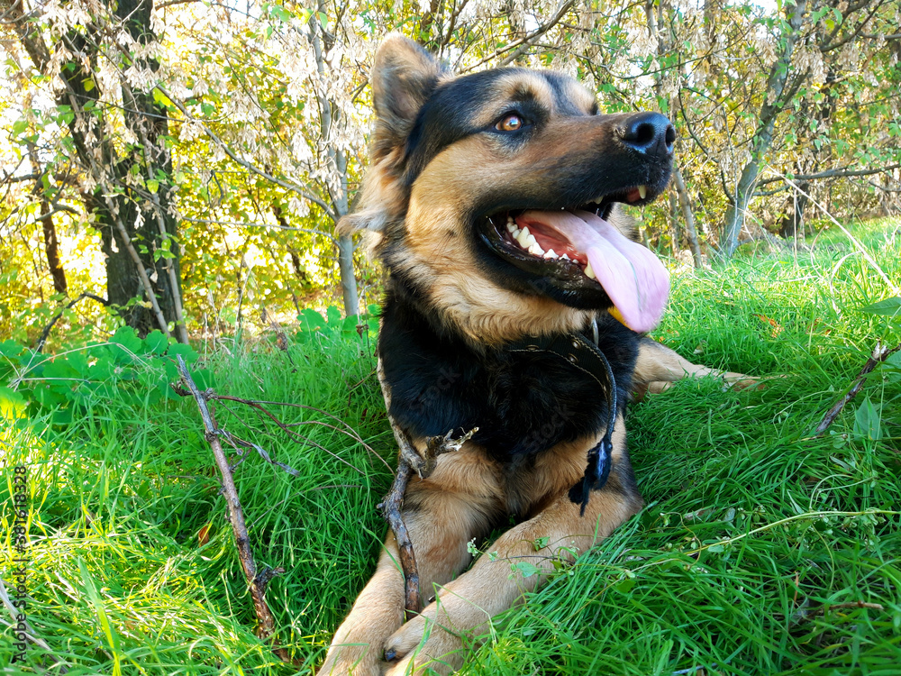 beautiful dog in a clearing in the forest
