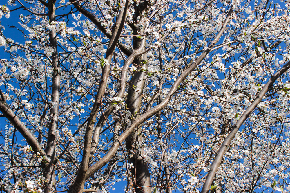 Cherry blossoms in the spring Cherry blossoms in the spring