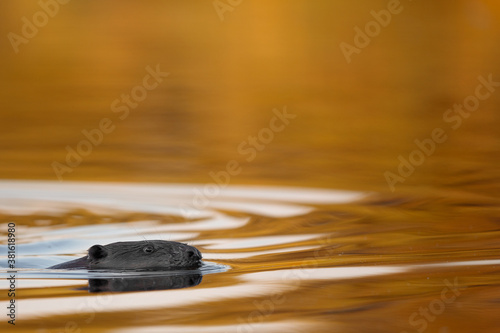 Ein Biber schwimmt in der Peene bei Sonnenuntergang photo