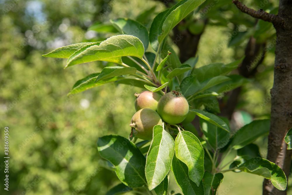 small green apples on the tree. green summer garden