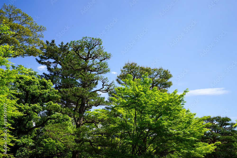 初夏の日本楓の新緑