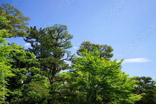 初夏の日本楓の新緑