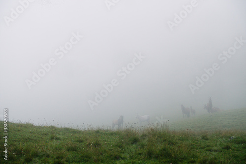 Horses graze on a green meadow in the fog. 