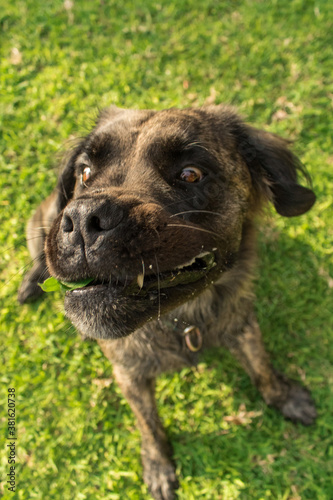 A brindle Boerboel Retriever cross catching leaves & pulling a funny face.