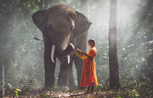 Thai monks studying in the jungle with elephants