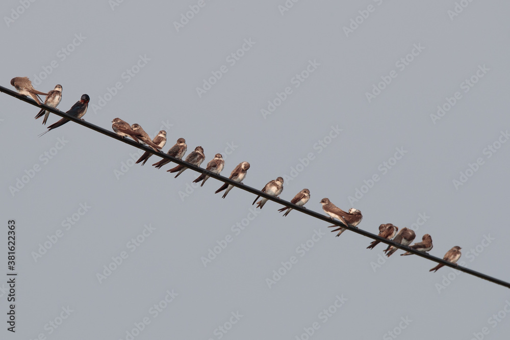 Obraz premium Junge Schwalben sitzen auf einer Stromleitung