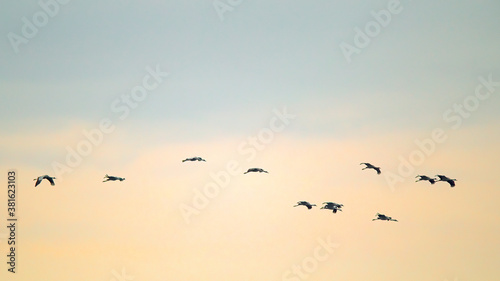 Ein Trupp Kraniche am morgendlichen Himmel © Alexander von Düren