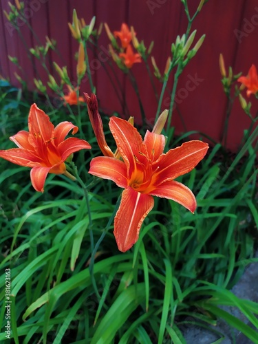 red and yellow lily