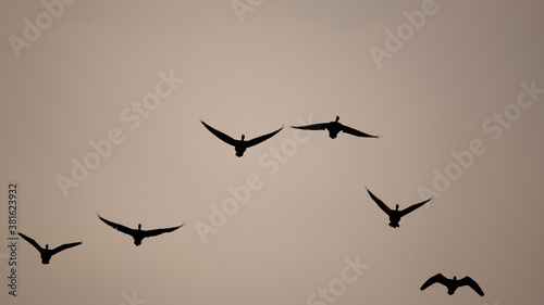 Graugänse fliegen im letzten Licht des Tages an © Alexander von Düren