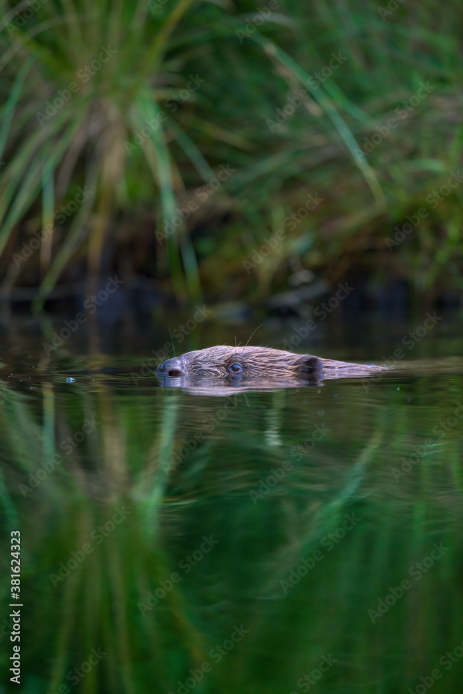 Ein Biber schaut neugierig aus dem Wasser Ein Biber schaut neugierig aus dem Wasser