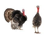  male and female turkeys isolated on a white