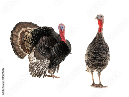  male and female turkeys isolated on a white © fotomaster