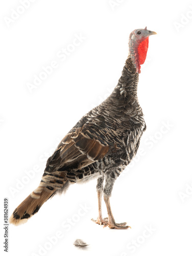  female turkey isolated on white background.