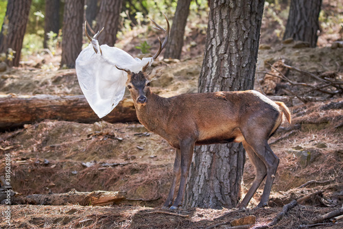deer with a plastic bag hooked on its antlers in Marbella. Spain
