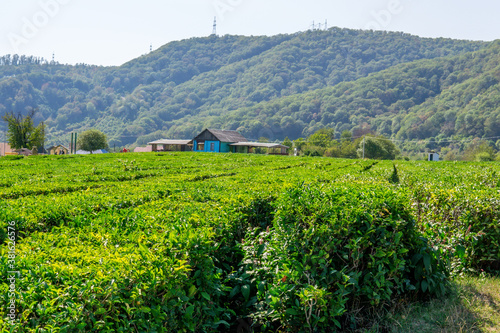 landscape view of a tea plantation on a summer day in the sun. Nature background.