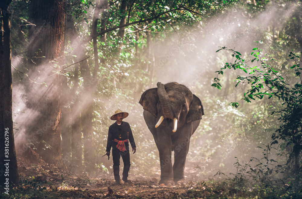 Naklejka premium Man and his elephant in northern thailand