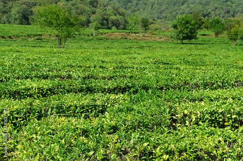 Green tea and fresh leaves in the tea plantations.