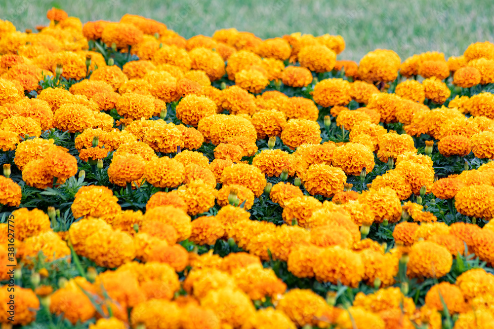Tagetes erecta, the Mexican marigold or Aztec marigold is a species of the genus Tagetes native to Mexico.