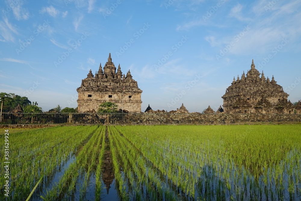 Rice filed with Plaosan temples background