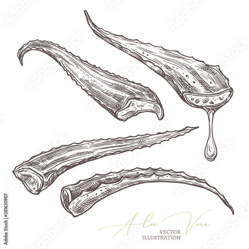 Aloe vera medical herb set of branches. Vector sketch hand drawn illustration