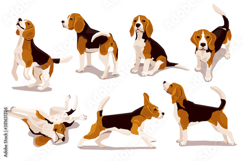 Cute cool beagle puppy set. Collection of flat dog in various poses and actions. Vector illustration of domestic pet behavior