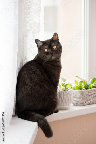 funny cat sitting on the windowsill next to flower pots with green plants