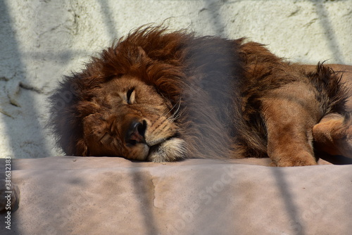 Fototapeta Naklejka Na Ścianę i Meble -  ライオンの寝顔