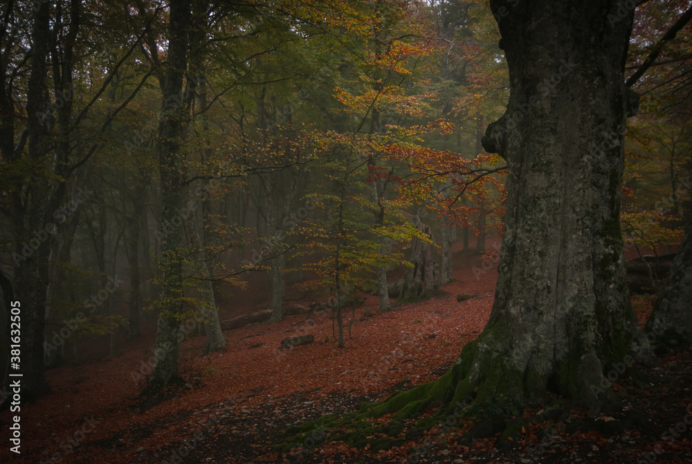 Fototapeta premium View of mystic forest in the autumn season